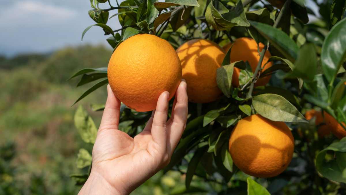 Como acabar com pragas no pé de laranja