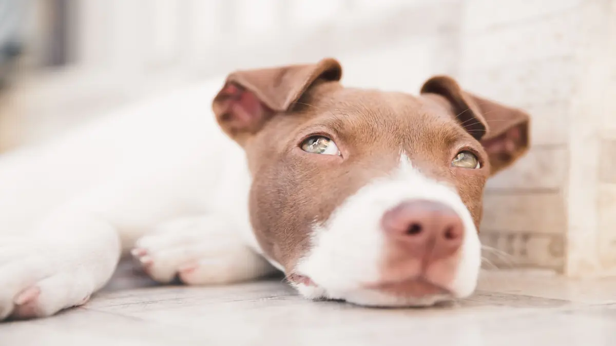 Criatório especializado em Amstaff com pedigree CBKC
