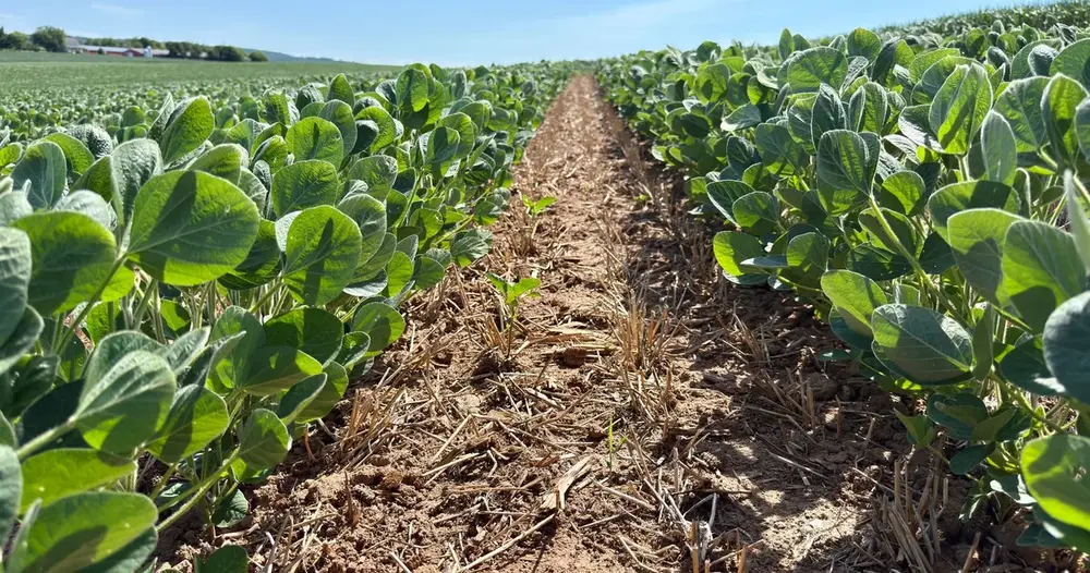 taxa de juros do crédito rural